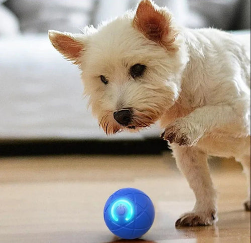 InteractiveBall – Självrörlig & Lysande Husdjursboll för Hund & Katt